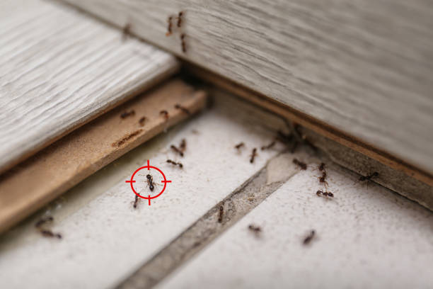 Best Cockroach Control Services  in Clisle, AR