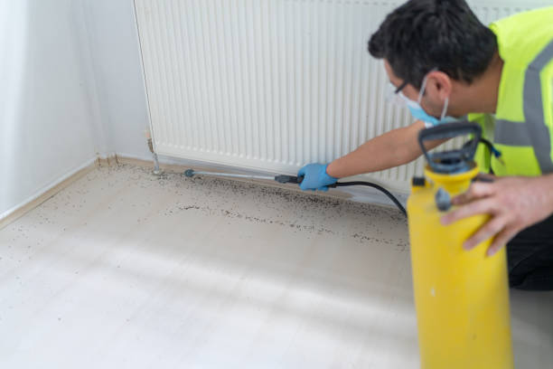 Best Flea Control Services  in Clisle, AR